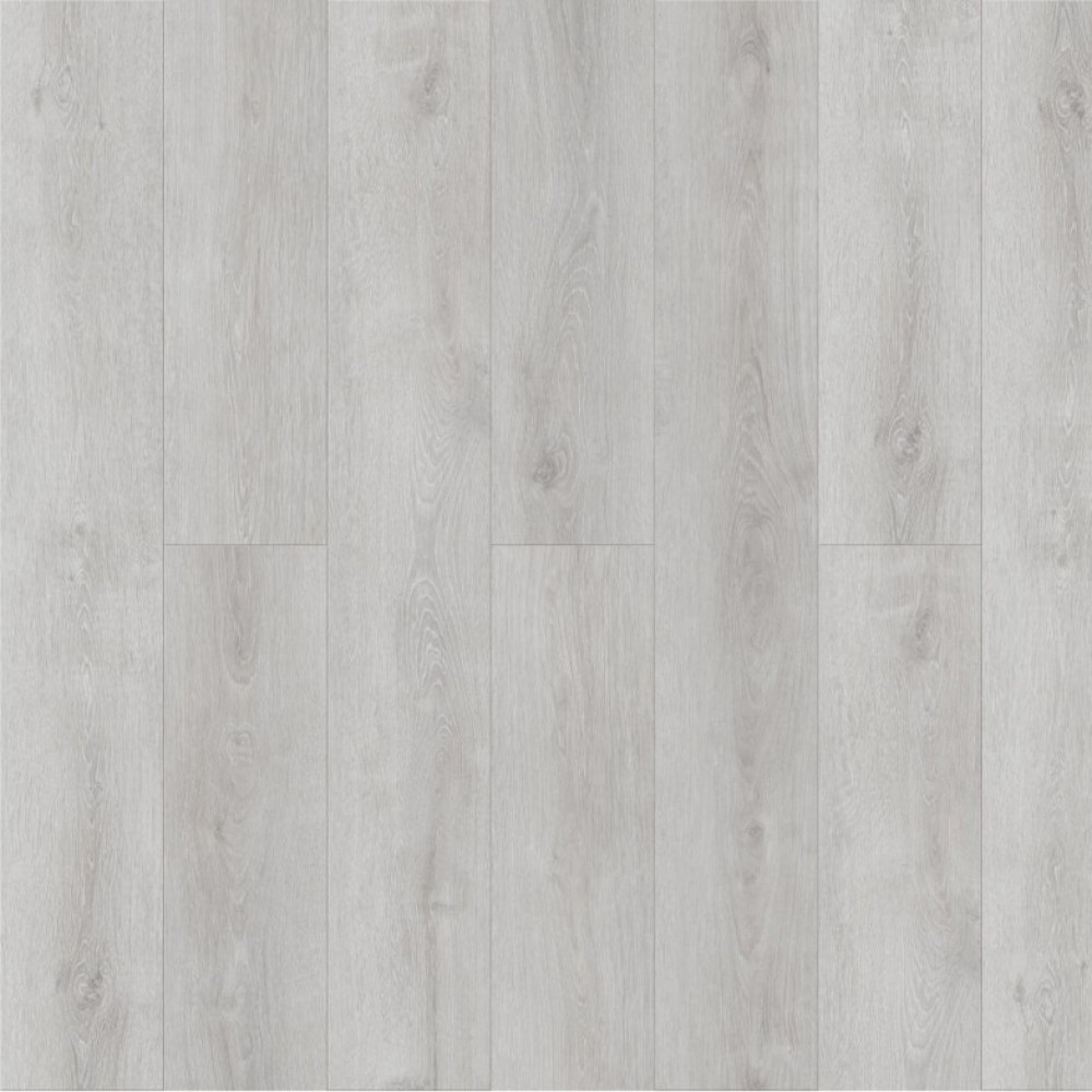 Дуб Цайдам Q 504