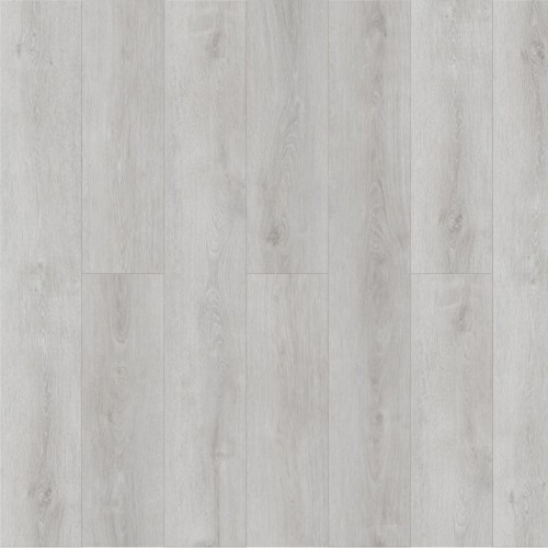 Дуб Цайдам Q 504